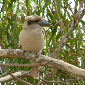 Küste, Browns Beach, South Australia