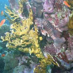 Korallen, Rotes Meer, Ägypten