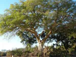Kruger National Park