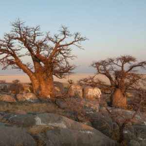 Kubu Island, Botsuana
