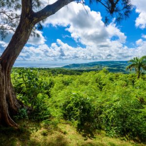 Die vielfältige Natur auf Barbados lädt zum Wandern ein.