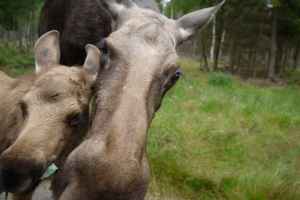 Fotograf: AB / smaland-oland.qbank.se