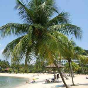 Palmen und Strand, Singapur