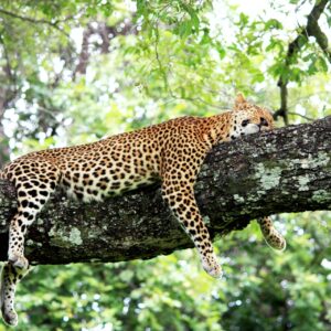 Leopard im Südluangwa Nationalpark