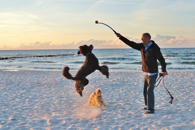 Urlaub mit Hund