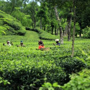 Teeplantage in Bangladesch