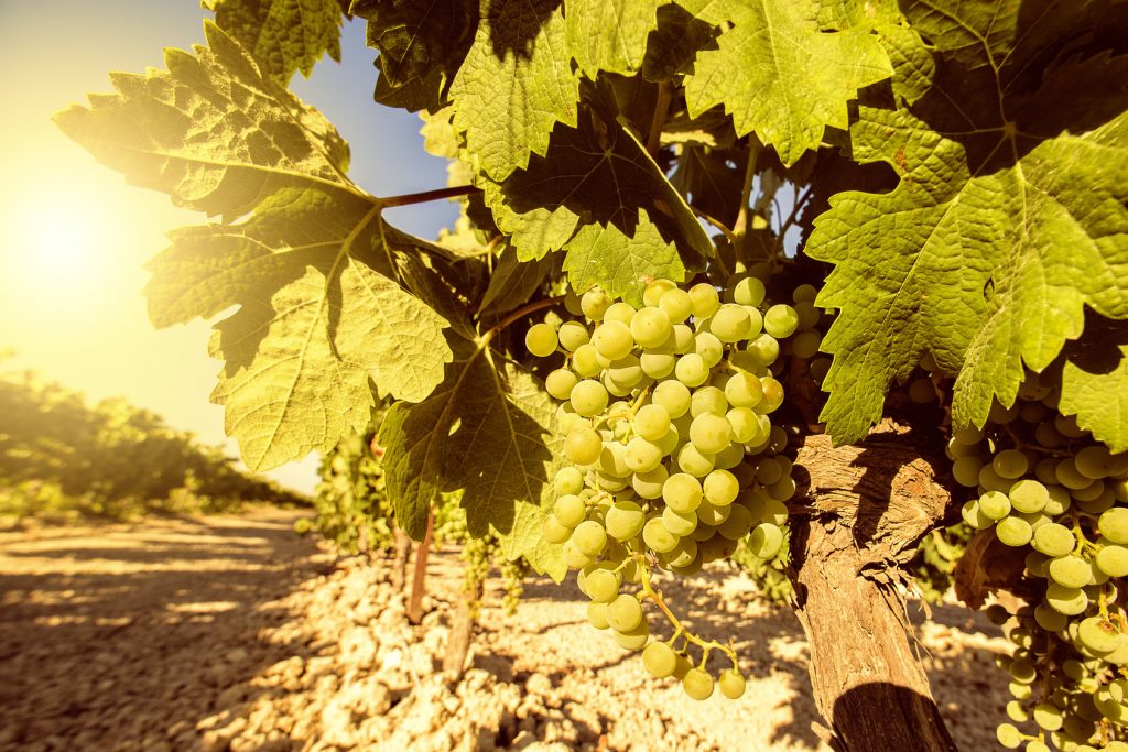 Weinbau balearische Inseln