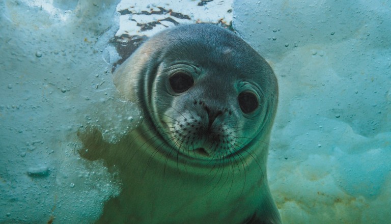 Uebersee-Museum Bremen, Antarctica