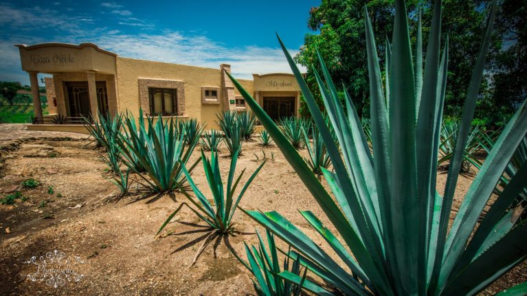Guadalajara Agavenfarm