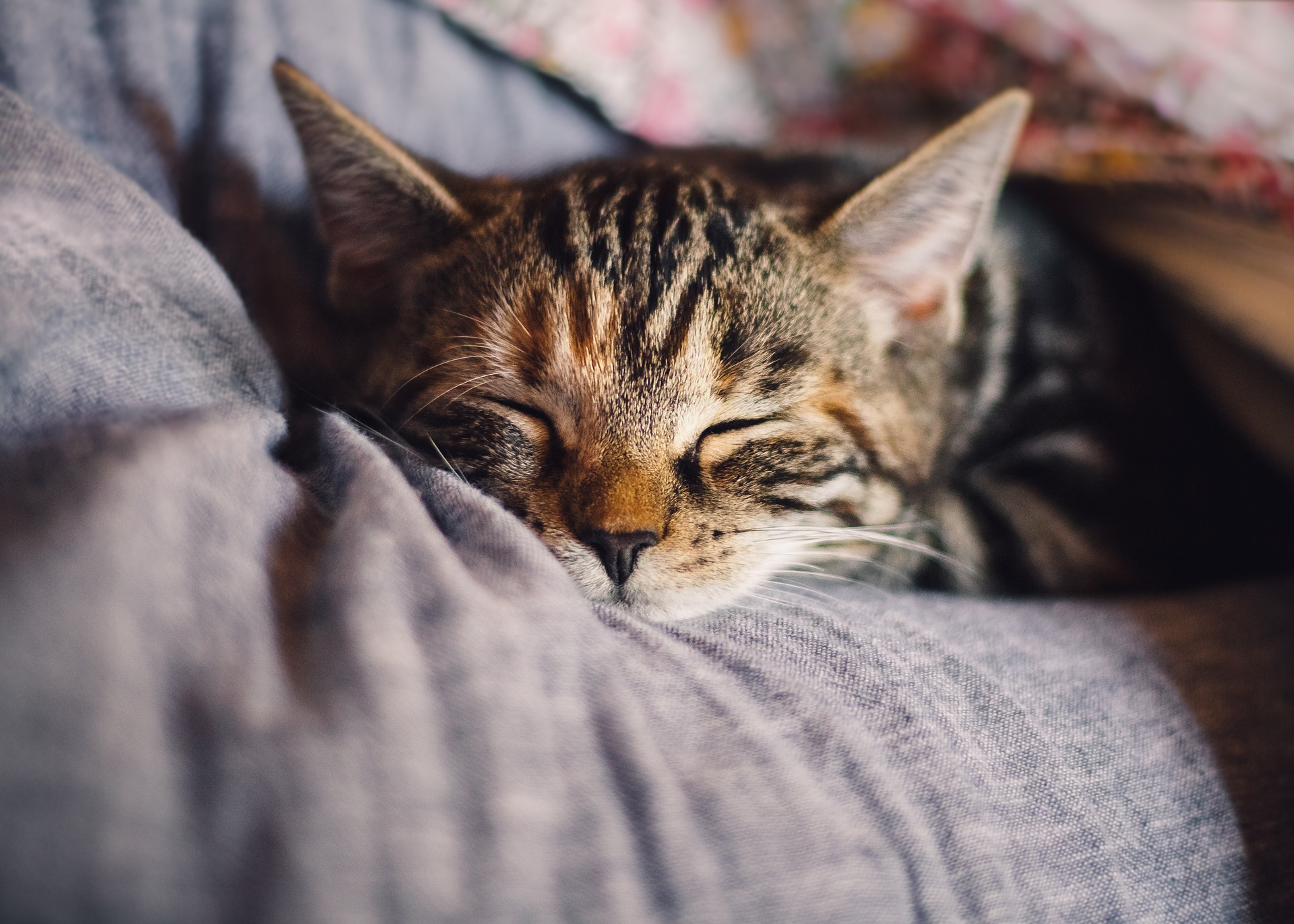Schlafende junge Katze im Bett